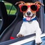 Car hire in Moraira with pets